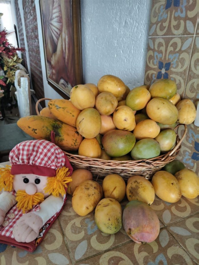 Mangos maduros caen en calles de Valledupar durante temporada de cosecha FOTO: Anatol Mendoza