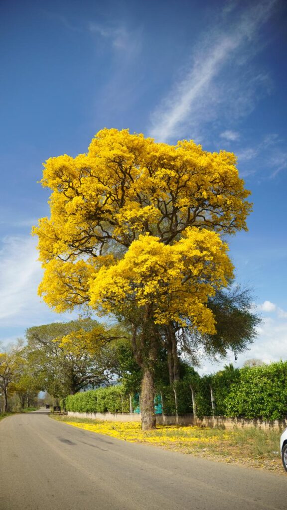 Árboles de cañaguate y puy florecen en plena temporada seca en el Cesar