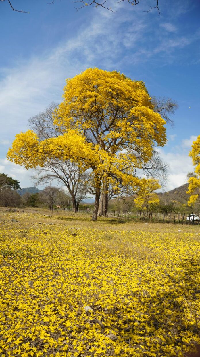 Florecimiento de cañaguates y puyes tiñe de amarillo el paisaje de Valledupar
