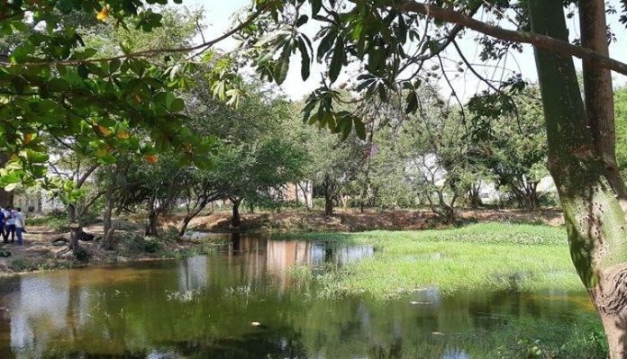 Humedales de Valledupar, ecosistemas clave para la vida y el equilibrio ambiental