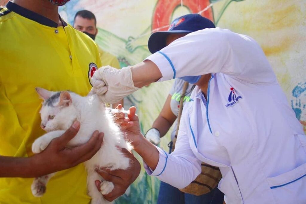 Organizaciones animalistas advierten que la ciudad necesita una red de hogares de paso, porque el Centro funciona como IPS y no como albergue permanente
