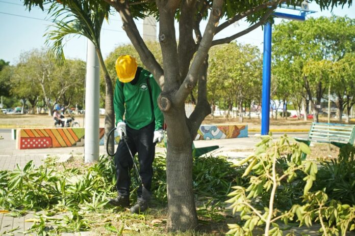 Valledupar Ciudad Verde en corredor urbano con recuperación de árboles y zonas verdes