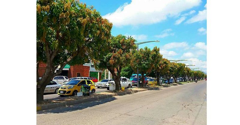 Avenida con arbolado urbano en Valledupar y vehículos circulando.