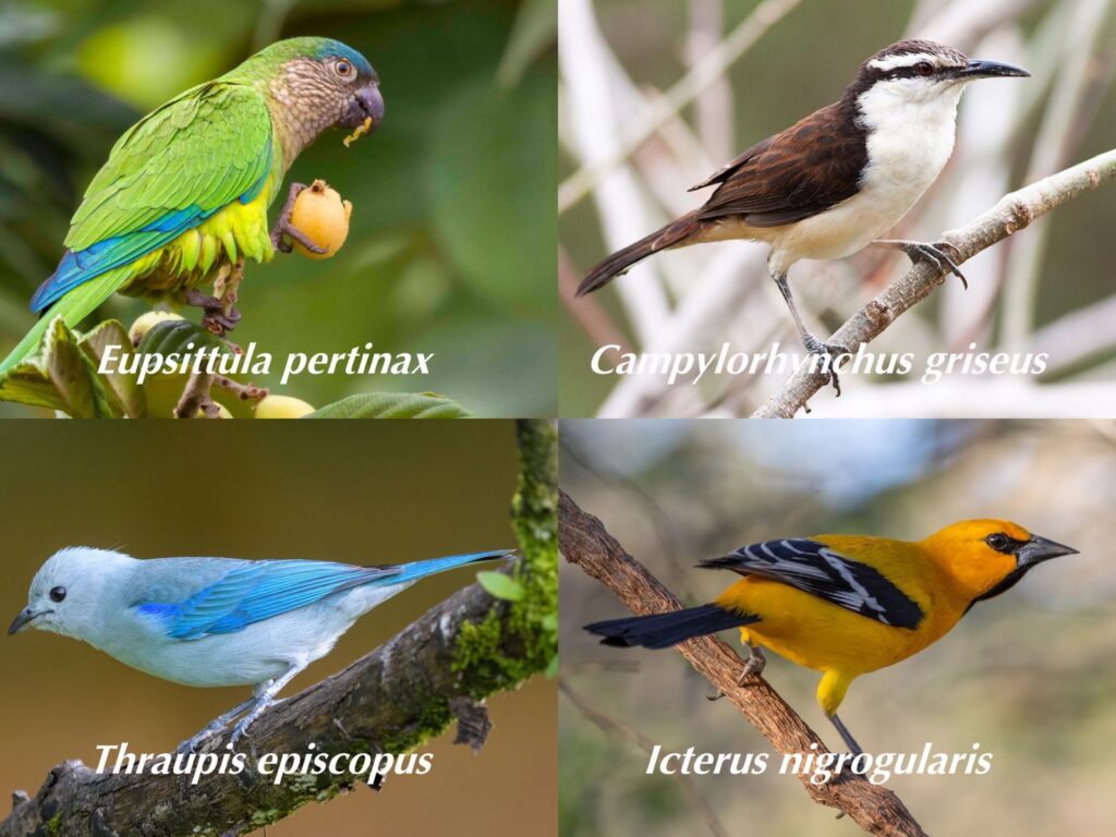 Especies de aves que conforman la fauna silvestre en Valledupar.