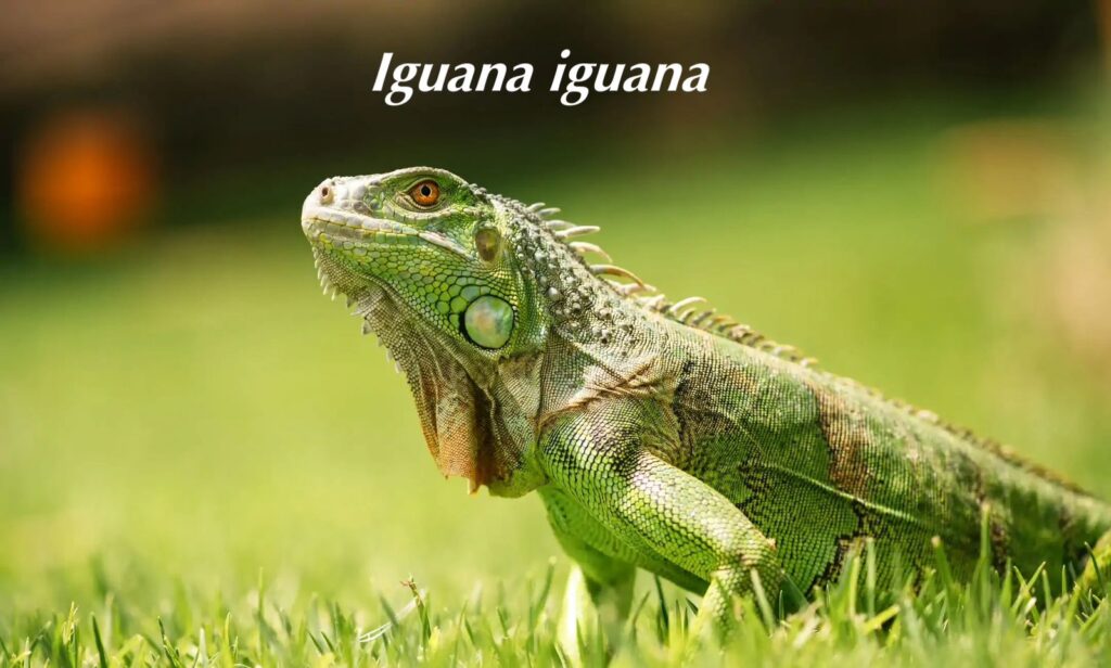 La iguana verde es parte de la fauna silvestre en Valledupar.