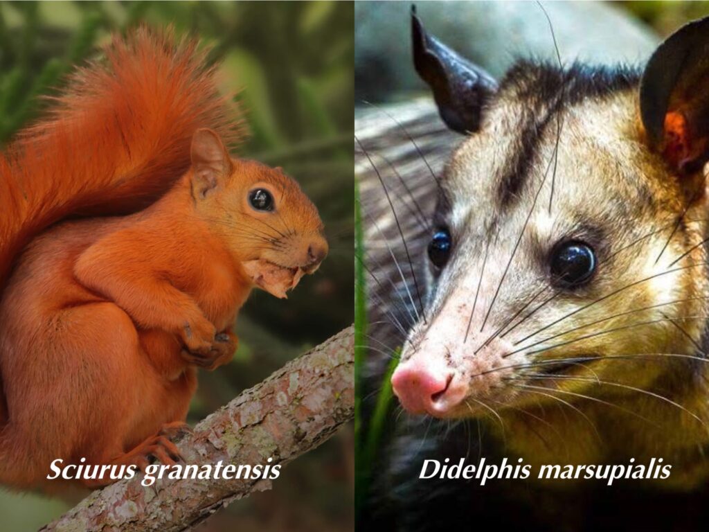 Ardilla y zarigüeya, ejemplos de fauna silvestre en Valledupar.