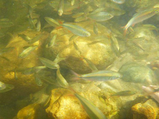 Peces en el río Guatapurí en Valledupar, afectados por la alimentación artificial de visitantes.