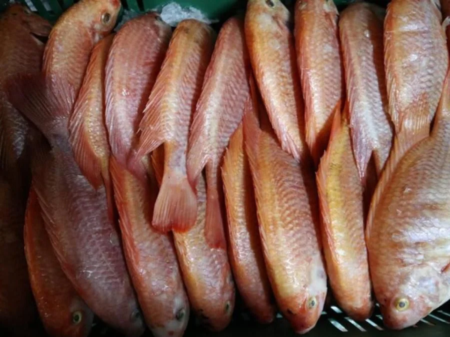 Pescado fresco en Valledupar listo para la venta durante Semana Santa