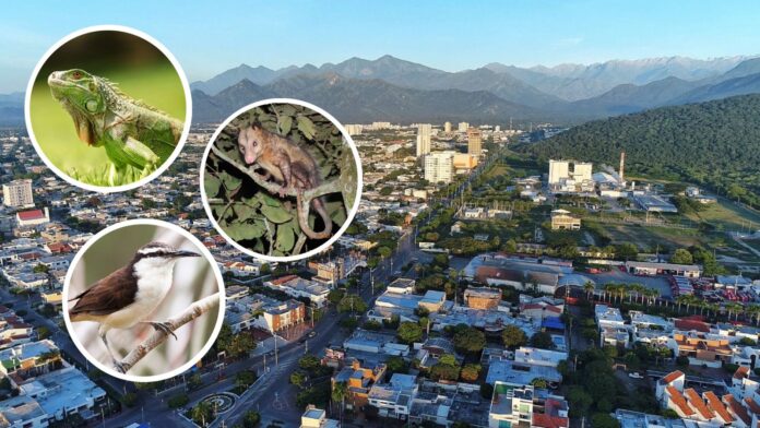 Fauna silvestre en Valledupar: iguana, zarigüeya y aves en la ciudad.