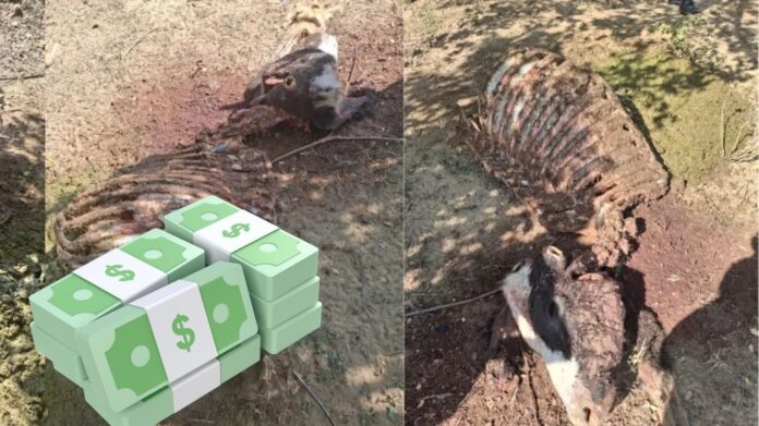 Recompensa abigeato Valledupar por robo y sacrificio ilegal de ganado