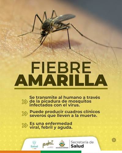 La vacunación es la principal herramienta para prevenir la fiebre amarilla en Colombia.