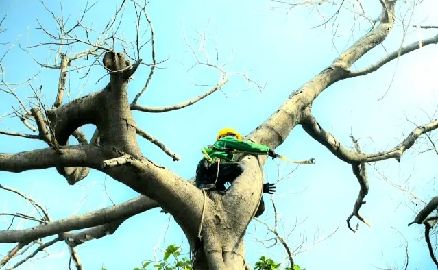 Operarios en la calle trozando troncos de Árboles en Valledupar tras un operativo de erradicación por pudrición o riesgo de colapso, junto a un camión de recolección.