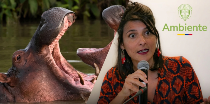 Plan de eutanasia para hipopótamos en Colombia ratificado por el Ministerio de Ambiente.