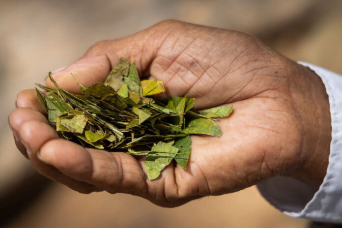 mano sosteniendo hojas de coca en práctica ancestral indígena