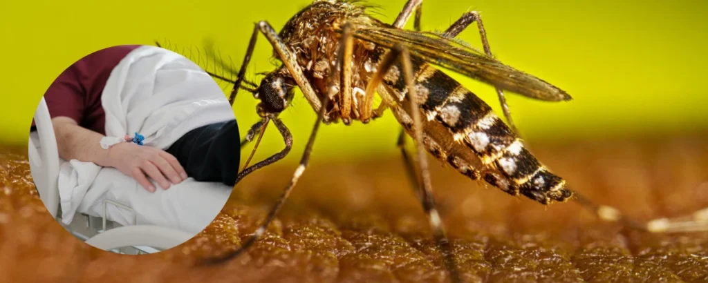 Infografía visual que muestra un mosquito Aedes aegypti picando piel y, en un recuadro circular, la mano de un paciente hospitalizado con una vía intravenosa. Ilustra la relación causa-consecuencia.