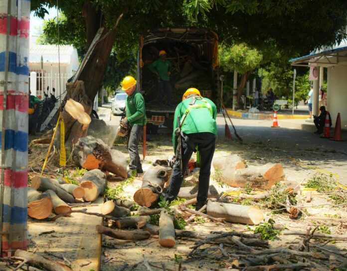 Un operario de Ciudad Verde con casco y arnés de seguridad realiza una poda técnica en la copa de uno de los Árboles en Valledupar, previniendo riesgos antes de las lluvias.
