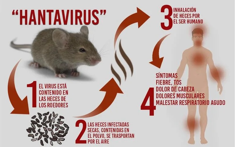Infografía detallada sobre el ciclo de transmisión y los síntomas principales del hantavirus.