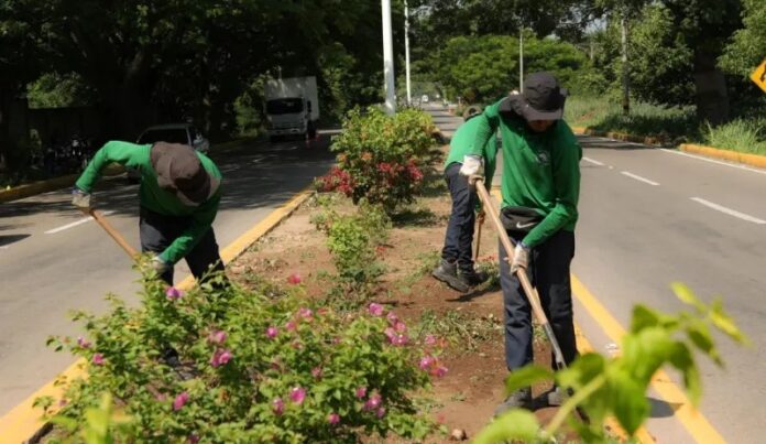 Operarios realizando labores de siembra en los espacios públicos en Valledupar, específicamente en el bulevar del Obelisco.