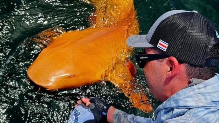 Pescador observa un extraño tiburón con una anomalía genética en su coloración.