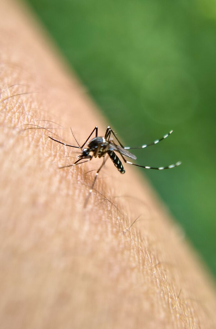 “Las autoridades mantienen las intervenciones para controlar la reproducción del mosquito transmisor del dengue.”